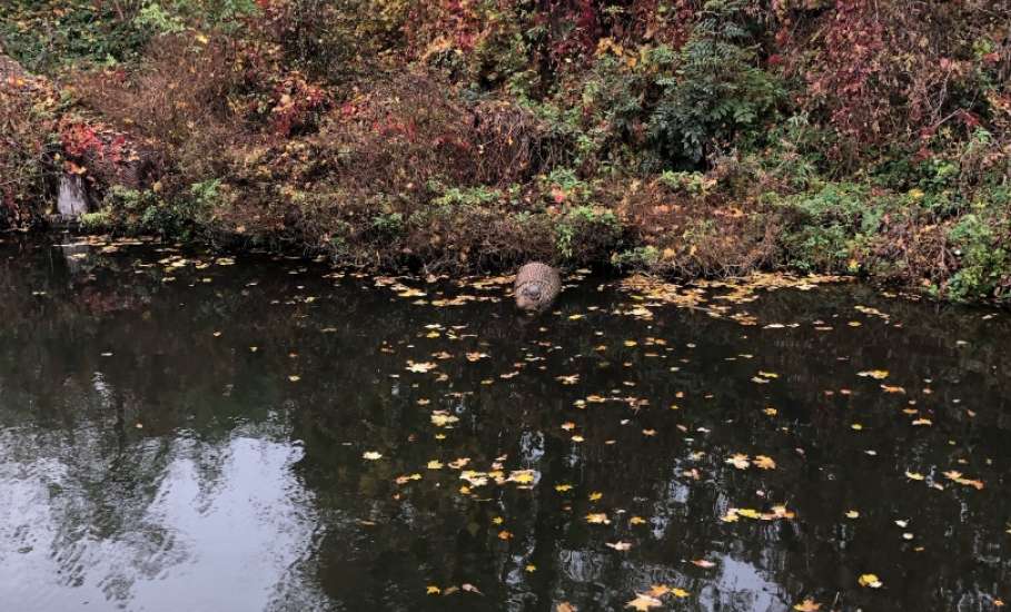 В Петровском парке Ельца черепаха вылезла «загорать» в октябре. Утка отдыхает рядом