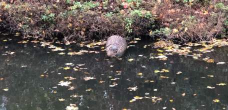 В Петровском парке Ельца черепаха вылезла «загорать» в октябре. Утка отдыхает рядом