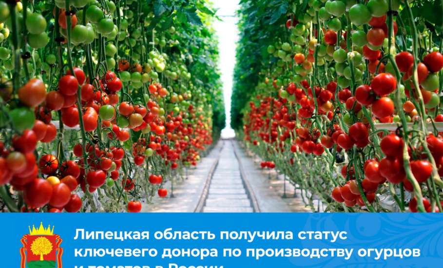 Липецкая область - ключевой донор по производству огурцов и томатов