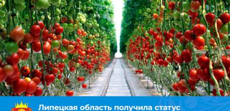 Липецкая область - ключевой донор по производству огурцов и томатов