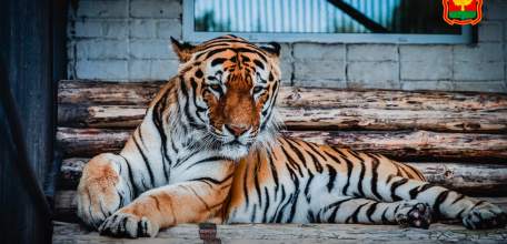 Сегодня Липецкий зоопарк отмечает свое 50-летие!