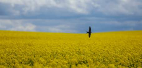 В Липецкой области завершается уборка масличных
