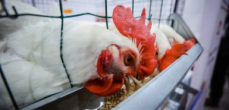 Более 200 тыс. тонн мяса птицы произведут в этом году в Липецкой области