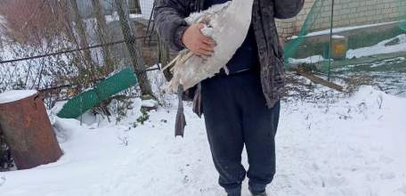 Под Липецком бывший лесник спас вмерзающего в пруд лебедя