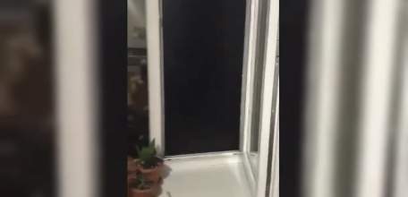 Живодер под Липецком выбросил двух котят в окно и снял на видео