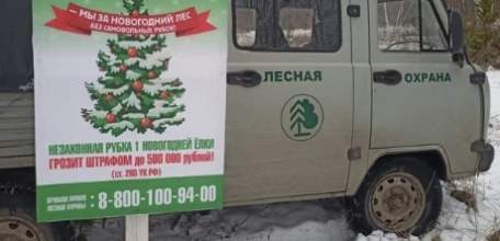 Срубленная в лесу ёлка может обойтись в 500 тысяч рублей