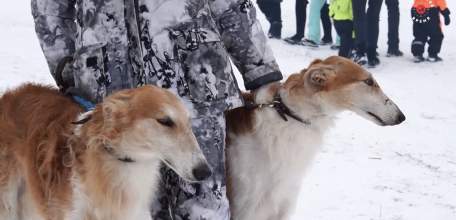 В ДЕРЕВНЕ МАСЛОВКА ДАНКОВСКОГО РАЙОНА ПРОШЁЛ ТРАДИЦИОННЫЙ ПРАЗДНИК РУССКОЙ ПСОВОЙ ОХОТЫ