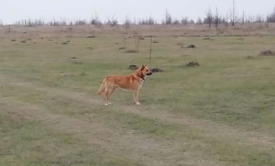 В Ельце неизвестный застрелил собаку!