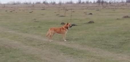 В Ельце неизвестный застрелил собаку!