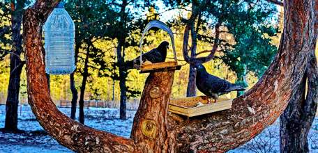 «Ныряющие» циклоны принесут в Липецкую область короткое потепление, затем морозы вернутся