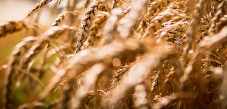 Экспорт липецкой сельхозпродукции вырос в пять раз – до 1 млрд долларов.