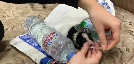 Нелюди выкинули беспомощного щенка на мусорку в Ельце