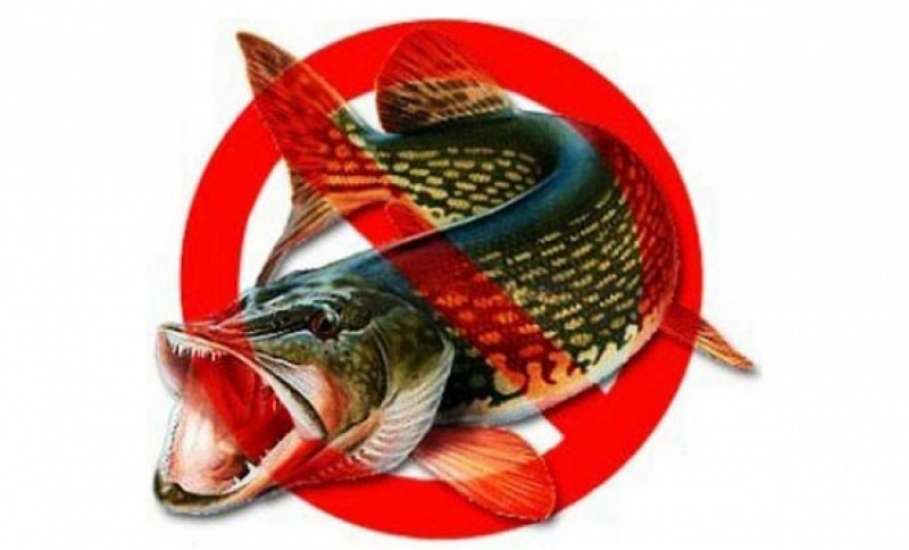 Весенне-летний нерестовый запрет на рыбалку 2017 года
