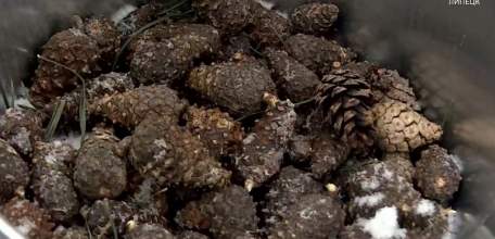 Сосновые шишки из липецких лесов переработают на блиндажные свечи для СВО