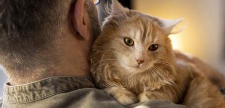 Кошка спасла липчанина от пневмонии и заставила себя полюбить