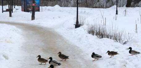 В Петровском парке Ельца пора устанавливать дорожный знак «Утиный переход»!
