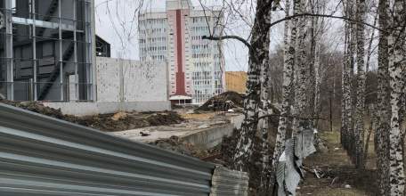 В Ельце уничтожают намеренно здоровые деревья!