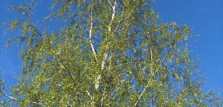 Внимание! Отбой «Воздушной опасности»