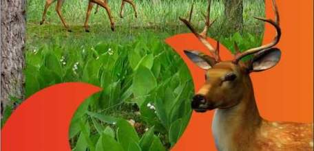 Лесники области проводят Всероссийскую информационную акцию против поджогов сухой травы "Береги лес!"