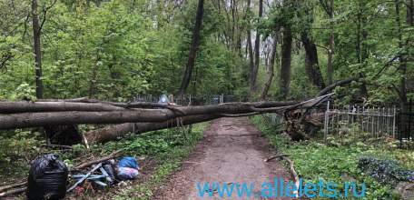 На старом кладбище в Ельце вырваны с корнем деревья. Перекрыт проход.