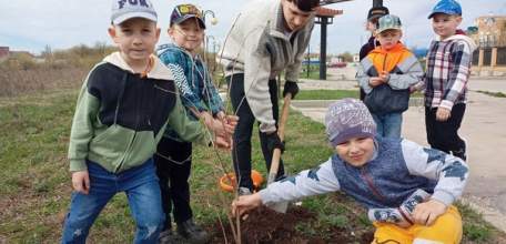 В период с 15 по 26 апреля 2024 года в Ельце прошла городская экологическая акция «Посади деревце!»