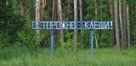 Клещи покусали более тысячи жителей Липецкой области