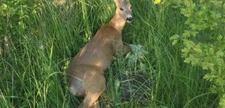Раненую косулю спасли от гибели в Ельце