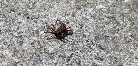 За неделю клещи покусали 221 человека, а всего от них пострадали уже 1230 жителей Липецкой области