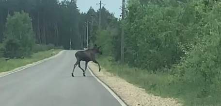ВНИМАТЕЛЬНЫЙ ЛОСЬ ПОПАЛ НА ЗАПИСЬ ВИДЕОРЕГИСТРАТОРА ПОД ЛИПЕЦКОМ