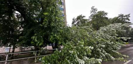 ШТОРМ ПОВАЛИЛ НЕСКОЛЬКО ДЕРЕВЬЕВ В ЕЛЬЦЕ