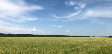 В Липецкую область приходит сильная жара: до +37