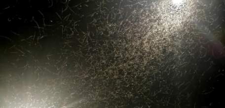 В ЕЛЬЦЕ ВНОВЬ ЗАФИКСИРОВАН МАССОВЫЙ ВЫХОД НАСЕКОМЫХ - ПОДЕНОК