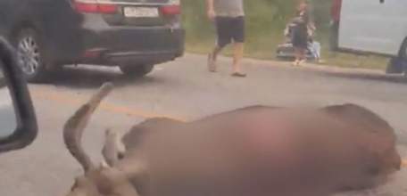 Лось кинулся под колёса «Тойоты» в Липецкой области