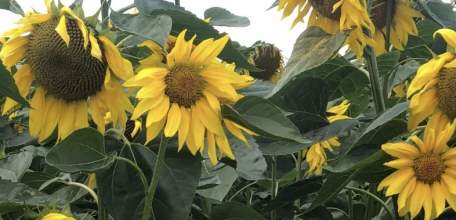 На поле с подсолнечником ельчанин обнаружил плантацию конопли!