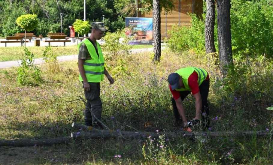 В ЕЛЬЦЕ В ПАРКЕ 40-ЛЕТИЯ ОКТЯБРЯ НАЧАЛАСЬ САНИТАРНАЯ ОПИЛОВКА ДЕРЕВЬЕВ