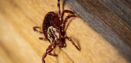 1337 ДЕТЕЙ В ЛИПЕЦКОЙ ОБЛАСТИ ПОКУСАЛИ КЛЕЩИ В ЭТОМ ГОДУ!