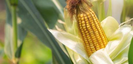 На 1,6 миллионов наворовал мужчина с полей Липецкой области