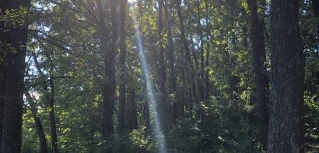 Посещение лесов ограничили до 9 сентября в Липецкой области