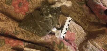 Сбор дикорастущей конопли дорого обошёлся 32-летнему ельчанину