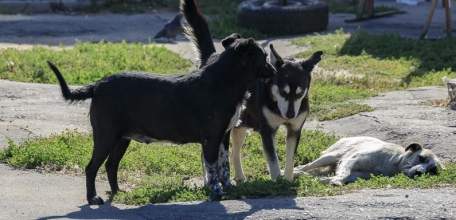 31 владелец собак оштрафован за нарушения правил выгула питомцев