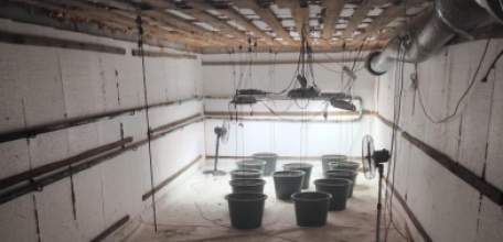 Житель Елецкого района подозревается в незаконном культивировании и хранении наркосодержащих растений