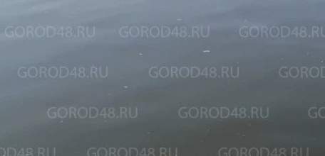 Не кормите уток хлебом!