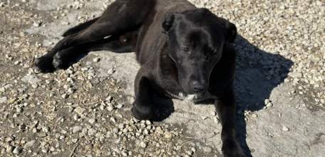 Покусанный собакой мужчина отсудил у её хозяина 78 000 рублей