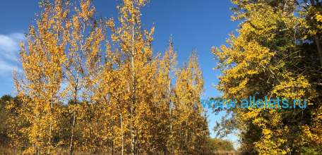 Объявлен желтый уровень "Воздушная опасность" по Липецкой области!