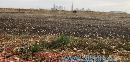 В пригороде Ельца, у предприятия «Черкизово-масла» отрава лежит на земле в открытом доступе, вдоль посадок - кучи мусора!