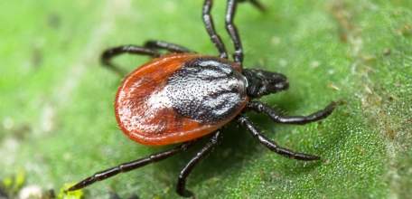 О ситуации по клещевым инфекциям в Липецкой области