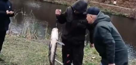 В Петровском парке Ельца ловят гигантских толстолобиков несмотря на запрет!