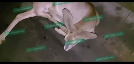 Сбитая косуля истекает кровью под Ельцом