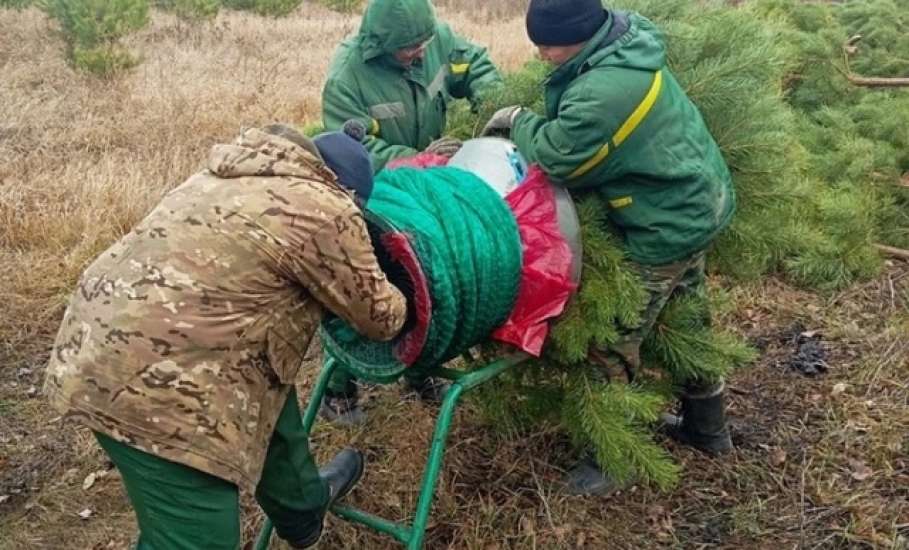 Почему заготавливать новогодние сосны лесники Липецкой области начали в ноябре