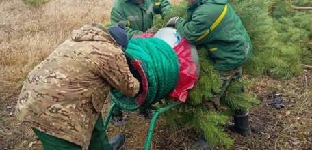 Почему заготавливать новогодние сосны лесники Липецкой области начали в ноябре